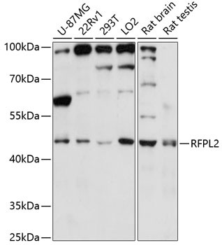 RFPL2 Antibody in Western Blot (WB)