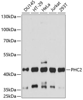 PHC2 Antibody in Western Blot (WB)