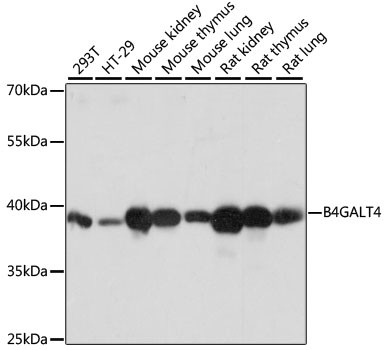 B4GALT4 Antibody in Western Blot (WB)
