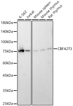 MTG16 Antibody in Western Blot (WB)
