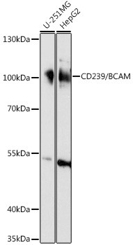 BCAM Antibody in Western Blot (WB)