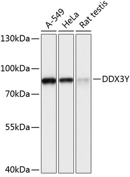 DDX3Y Antibody in Western Blot (WB)