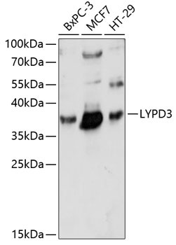 LYPD3 Antibody in Western Blot (WB)