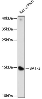 BATF3 Antibody in Western Blot (WB)
