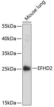EFHD2 Antibody in Western Blot (WB)