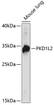 PKD1L2 Antibody in Western Blot (WB)