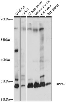 DPPA2 Antibody in Western Blot (WB)