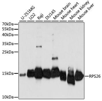 RPS26 Antibody in Western Blot (WB)