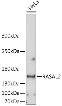 RASAL2 Antibody in Western Blot (WB)
