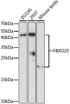 FBXO25 Antibody in Western Blot (WB)