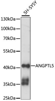 ANGPTL5 Antibody in Western Blot (WB)