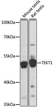 TEKT1 Antibody in Western Blot (WB)