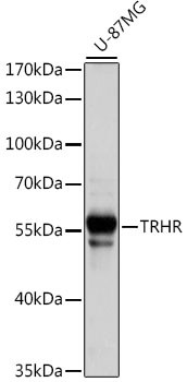 TRHR Antibody in Western Blot (WB)