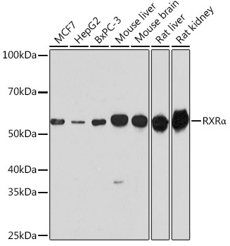 RXRA Antibody in Western Blot (WB)