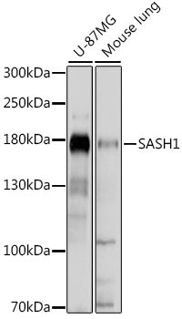 SASH1 Antibody in Western Blot (WB)
