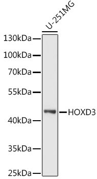 HOXD3 Antibody in Western Blot (WB)