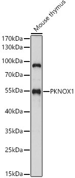 PKNOX1 Antibody in Western Blot (WB)