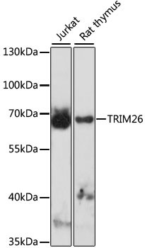 TRIM26 Antibody in Western Blot (WB)