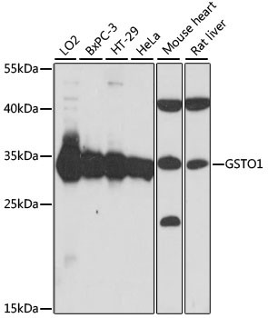 GST Omega 1 Antibody in Western Blot (WB)
