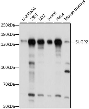 SUGP2 Antibody in Western Blot (WB)