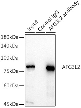 AFG3L2 Antibody in Immunoprecipitation (IP)