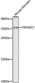 TSPAN17 Antibody in Western Blot (WB)
