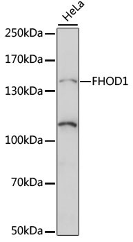 FHOD1 Antibody in Western Blot (WB)