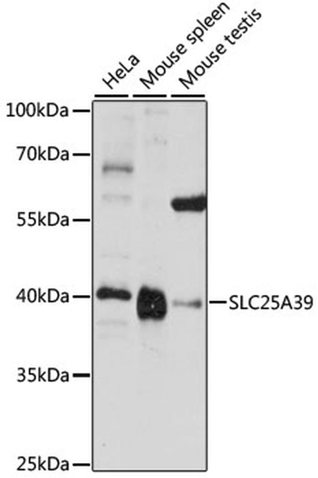 SLC25A39 Antibody in Western Blot (WB)
