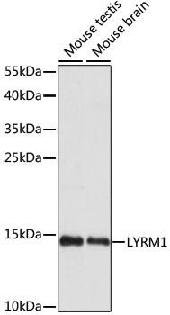 LYRM1 Antibody in Western Blot (WB)