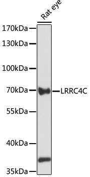 LRRC4C Antibody in Western Blot (WB)