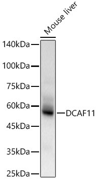 WDR23 Antibody in Western Blot (WB)