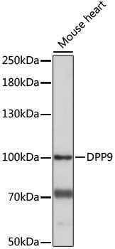 DPP9 Antibody in Western Blot (WB)