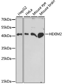 HEXIM2 Antibody in Western Blot (WB)
