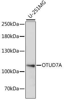 OTUD7A Antibody in Western Blot (WB)