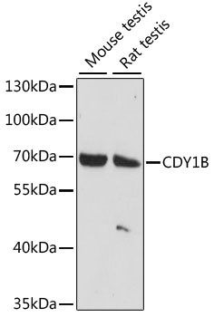 CDY1B Antibody in Western Blot (WB)