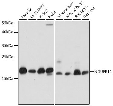 NDUFB11 Antibody in Western Blot (WB)