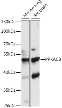PKA beta Antibody in Western Blot (WB)