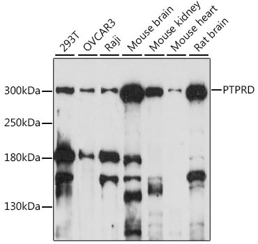 PTPRD Antibody in Western Blot (WB)