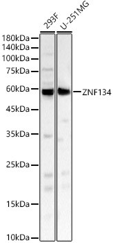 ZNF134 Antibody in Western Blot (WB)
