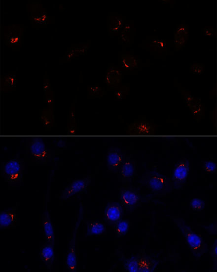 GOLGA5 Antibody in Immunocytochemistry (ICC/IF)