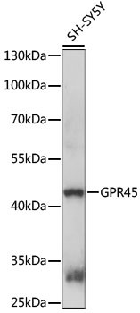 GPR45 Antibody in Western Blot (WB)