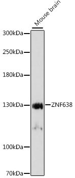 ZNF638 Antibody in Western Blot (WB)