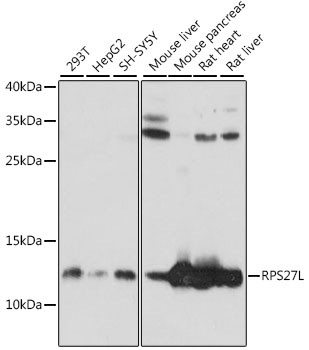 RPS27L Antibody in Western Blot (WB)
