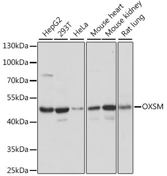 OXSM Antibody in Western Blot (WB)