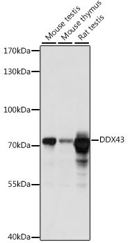 DDX43 Antibody in Western Blot (WB)
