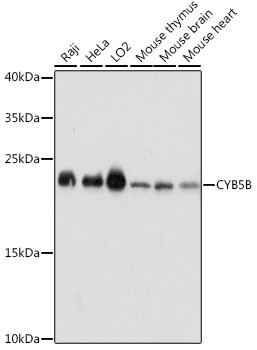 CYB5B Antibody in Western Blot (WB)