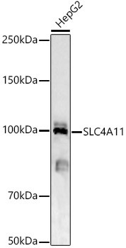 SLC4A11 Antibody in Western Blot (WB)