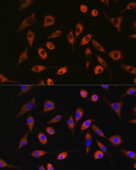 TP53I13 Antibody in Immunocytochemistry (ICC/IF)