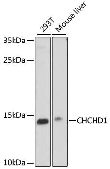 CHCHD1 Antibody in Western Blot (WB)