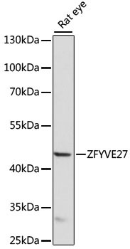 ZFYVE27 Antibody in Western Blot (WB)